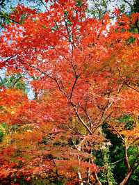 秋染武陵源,張家界的美,是上帝遺落的油畫!