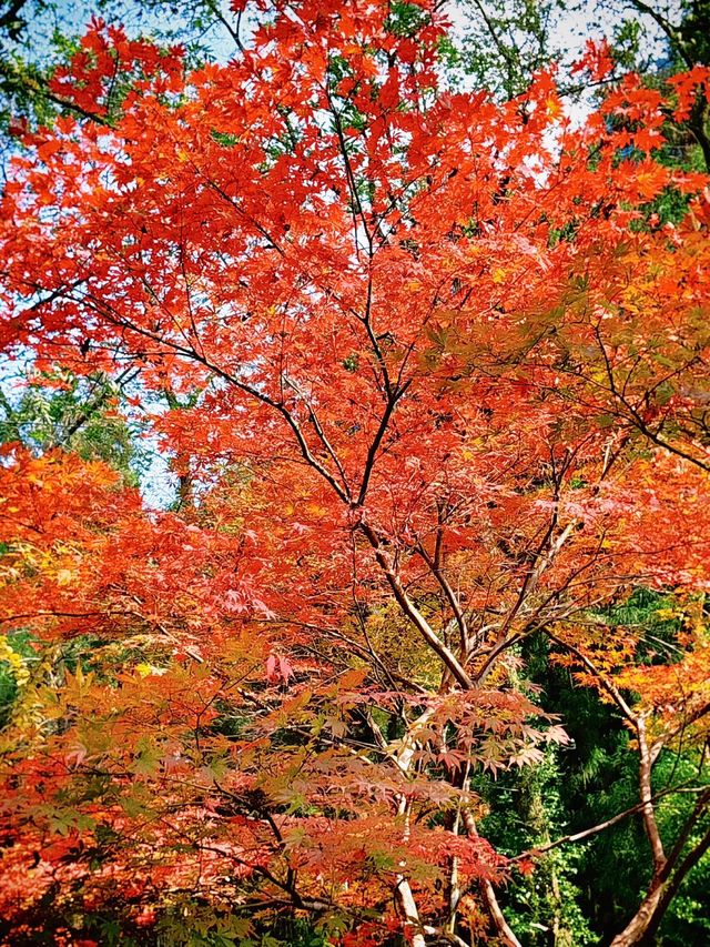 秋染武陵源,張家界的美,是上帝遺落的油畫! 秋染武陵源,張家界的美,是上帝遺落的油畫!