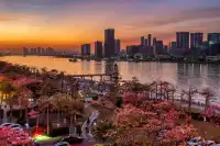 橫琴花海長廊異木棉最佳機位