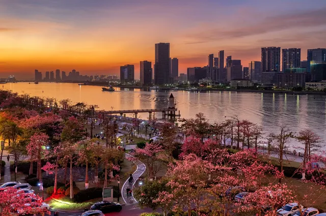 橫琴花海長廊異木棉最佳機位 橫琴花海長廊異木棉最佳機位