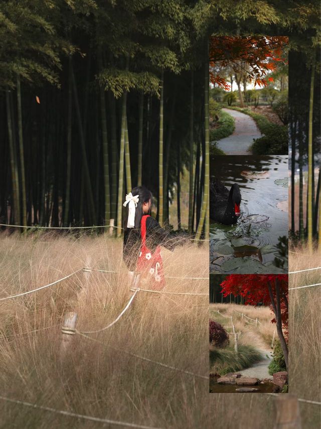 金色的粉黛是冬季的明信片 金色的粉黛是冬季的明信片