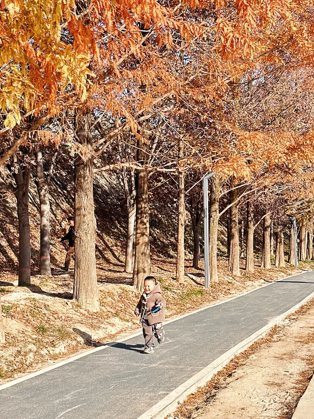 西安周邊藏著童話紅杉林隨手一拍直接封神 西安周邊藏著童話紅杉林隨手一拍直接封神