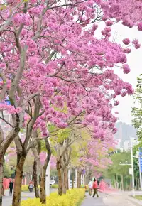 18圖帶你看深圳秋冬限定美景