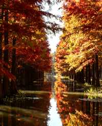 水上森林秋色秘境