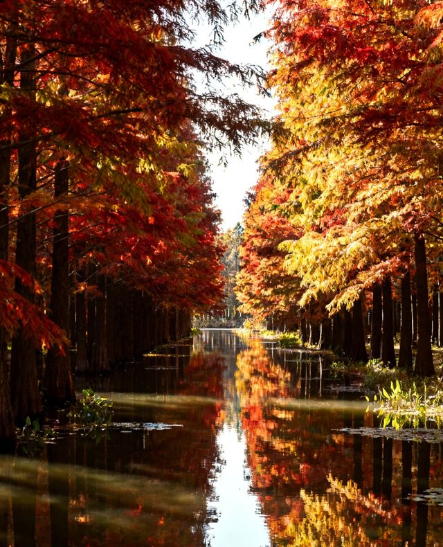 水上森林秋色秘境