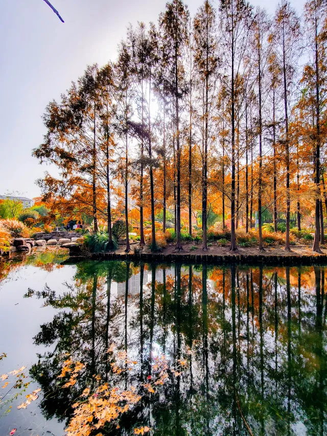 11.27實拍!和平公園的秋天比濾鏡還絕! 11.27實拍!和平公園的秋天比濾鏡還絕!