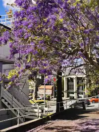 奧克蘭季節限定紫色藍花楹