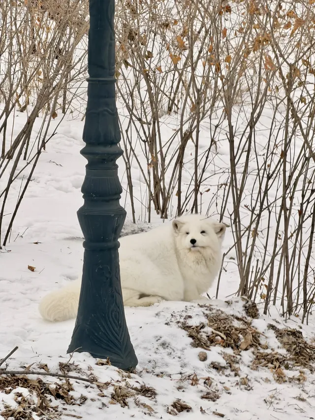 本以為哈爾濱夠美了 直到去了這裡……
