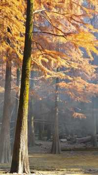 寧波賞秋徒步天花板