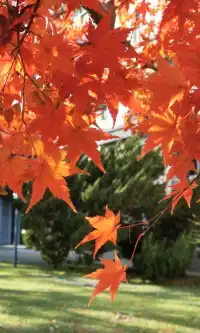 Live全屏打開最美楓葉神樹錯過等明年