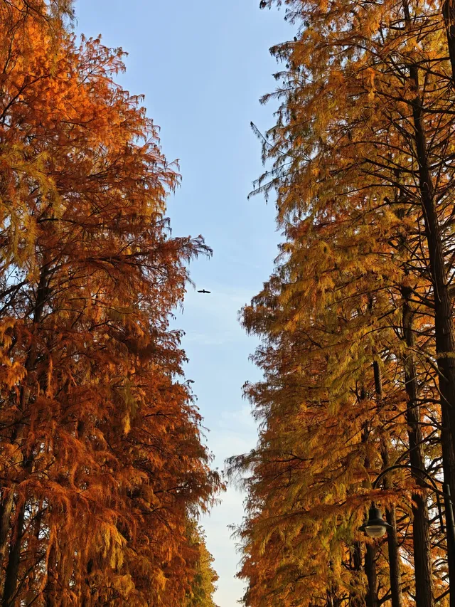 此時，武漢東湖美得不像話免費停車！