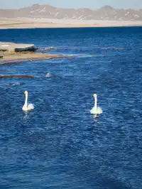 阿勒泰/賽里木湖旅遊完結