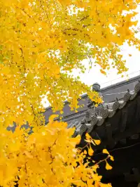 12.5實拍！真如寺銀杏，元代古剎小眾賞秋！