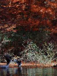 承包紅杉林、古村與銀杏,這條路線美得省心又清澈