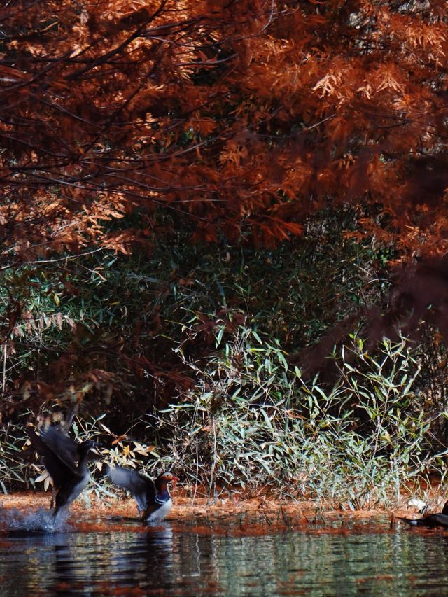 承包紅杉林、古村與銀杏,這條路線美得省心又清澈 承包紅杉林、古村與銀杏,這條路線美得省心又清澈