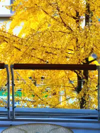 報！！銀杏濃度已達100%局門路（手機攝影）