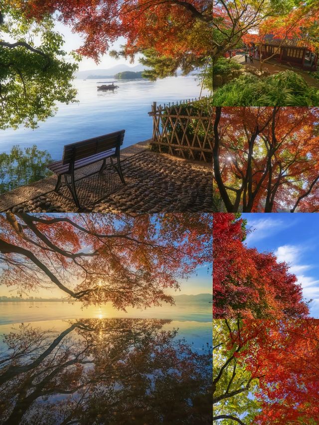 西湖絕美秋色預警這片霜葉紅得我心都化了～