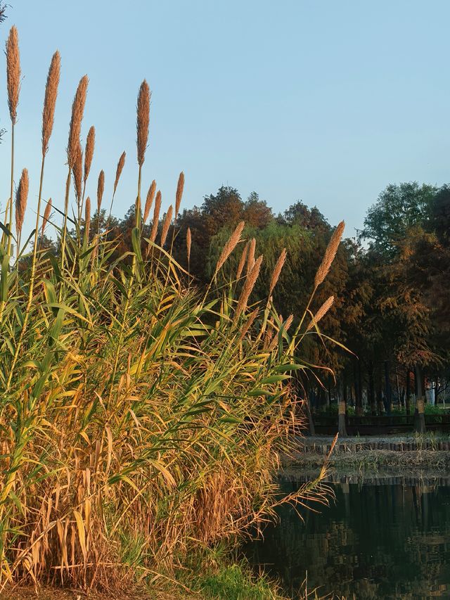 蘆雪搖冬,野趣沔青 蘆雪搖冬,野趣沔青
