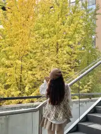 12.7實況!!福州這裡有超美銀杏打卡點!!