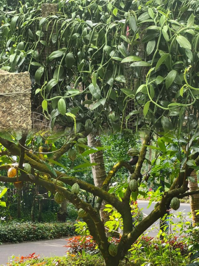 萬寧不止有海|闖入740畝熱帶植物王國 萬寧不止有海|闖入740畝熱帶植物王國