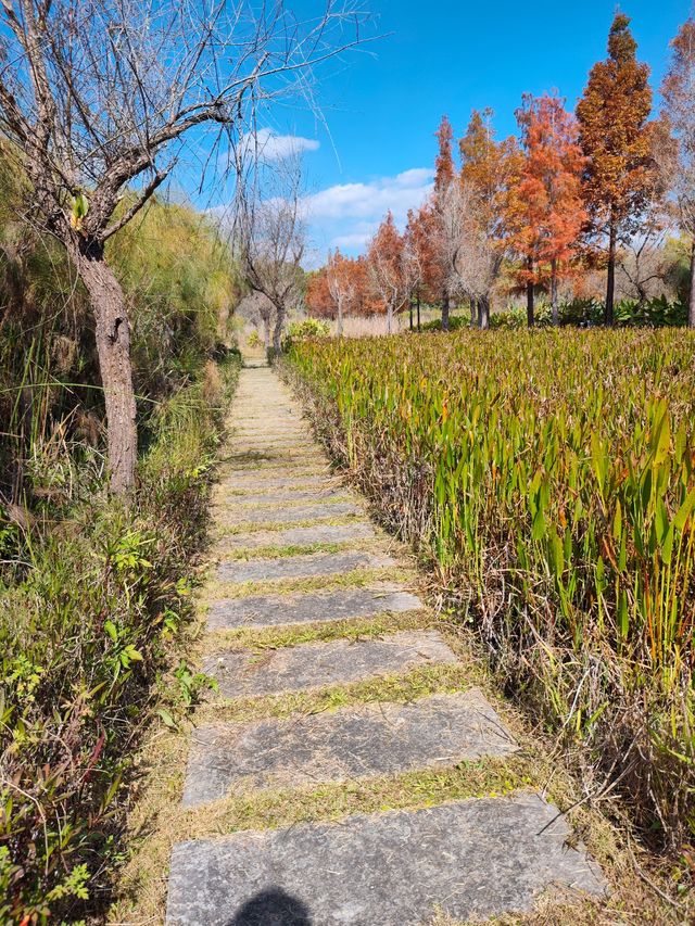 普洱小眾打卡地闖入熱帶雨林的秋日祕境 普洱小眾打卡地闖入熱帶雨林的秋日祕境
