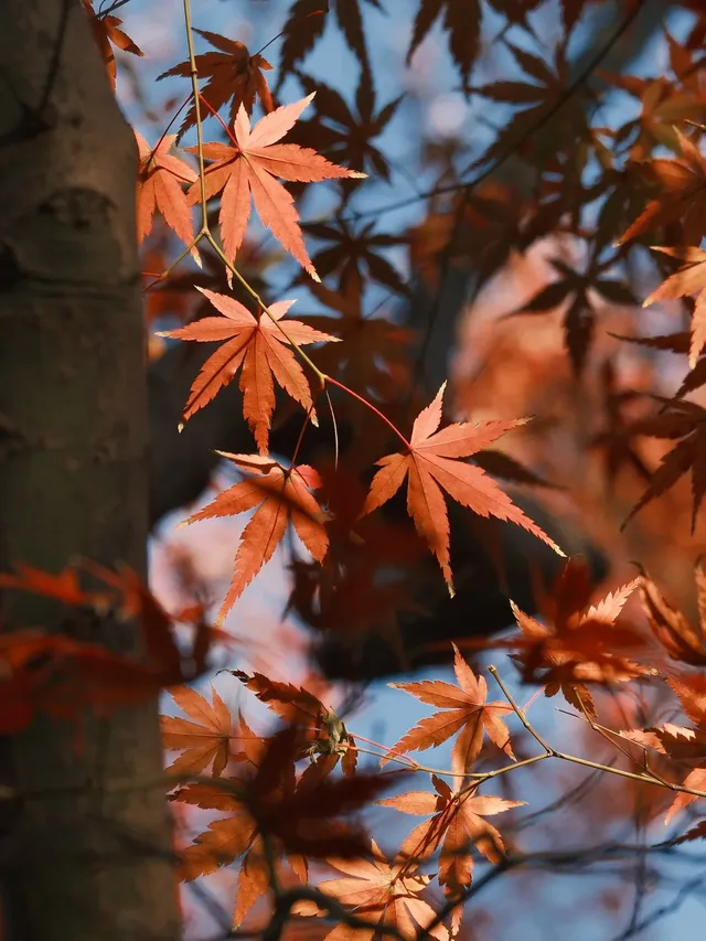 不在京都2025上海賞楓天花板 不在京都2025上海賞楓天花板