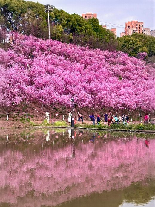 Chongqing Municipal: This mountain full of pink is probably a love