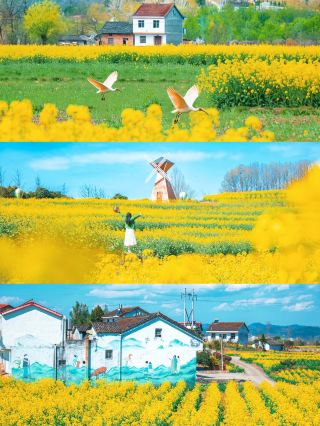 Hanzhong, this secluded little town, has blossomed into a golden spring painting!