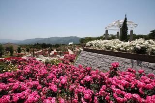 鹿屋ローズフェスティバル：花の海へ共に出かけ、楽しさを満喫しよう