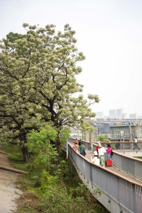 廃墟の中で緑の植物の秘境を探す | Trip.com 順徳区