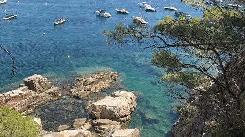 A human-sized sea of ​​jelly, everyone please check it out. — traveler post in Begur