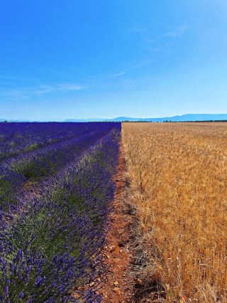Provence lavender is in full bloom, and this post is less 'fluffy'.