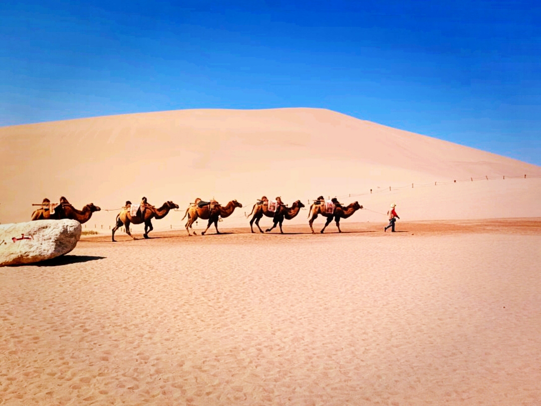 🐪 Shapotou Camel Rides: A Scenic Jaunt With Little, Gentle Caveats