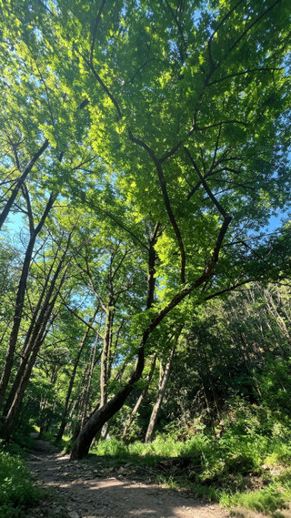 Light hiking near Wuhan | Xiaogan Beauty Valley nanny-level guide