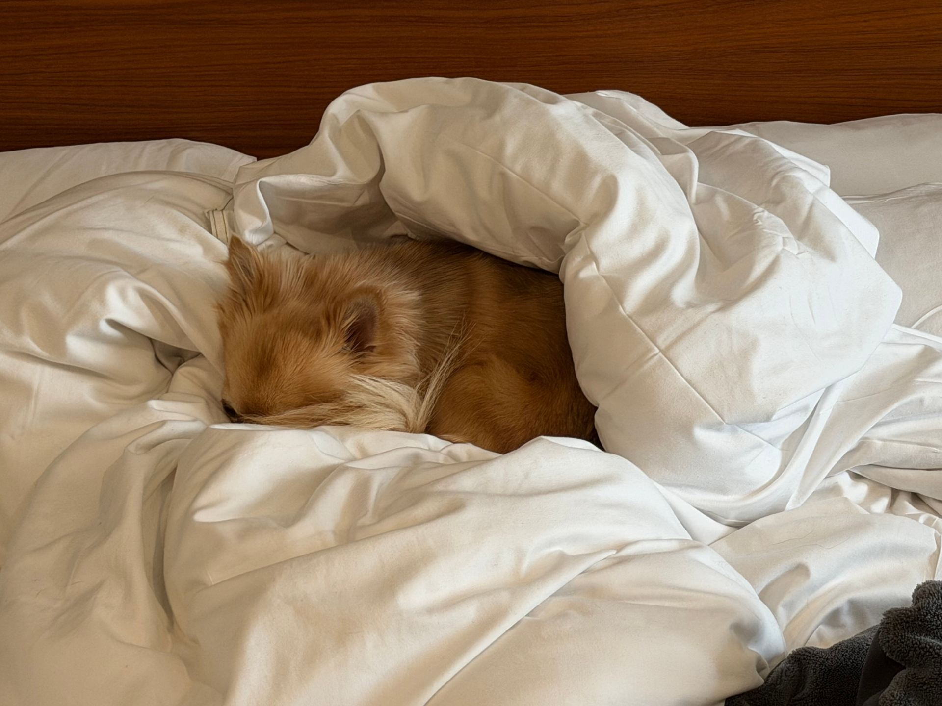 犬連れに最適な、設備も充実した隠れた名所