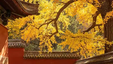 A must-read guide to Dinglin Temple at Fulai Mountain — traveler post in Rizhao
