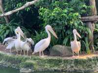 Singapore Zoo, Great Experience 