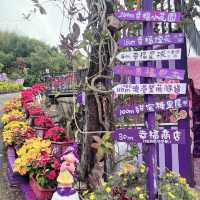 Shades of Purple in Taichung