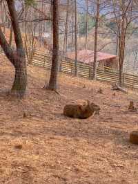 홍천 여행 코스 📍알파카월드 🦙