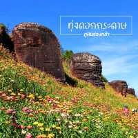 ทุ่งดอกกระดาษ อุทยานแห่งชาติภูหินร่องกล้า