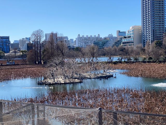東京・上野。やっぱり『パンダ』の人気は絶大。日本で最初の動物園『上野動物園』