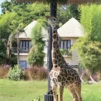 Great Safari park with lot of wildlife 