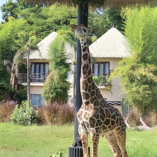Great Safari park with lot of wildlife 