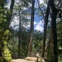 此生必去-最美的部落 司馬庫斯 神木群登山步道挑戰