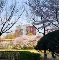 성균관대학교 자연캠퍼스의 봄 모습 🌸🌸🌸