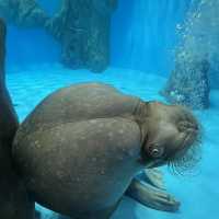 海洋公園：北極之旅