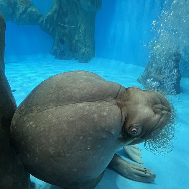 海洋公園：北極之旅