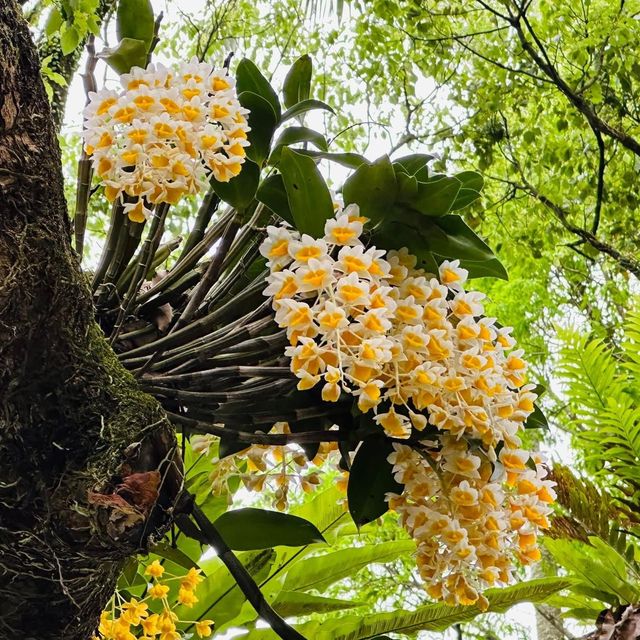 賞花日