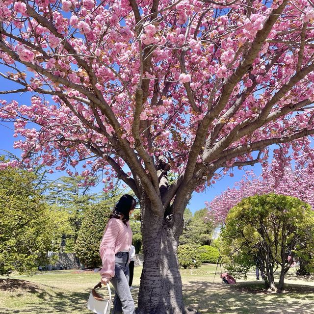 Cherry blossom BUSAN!!🌸