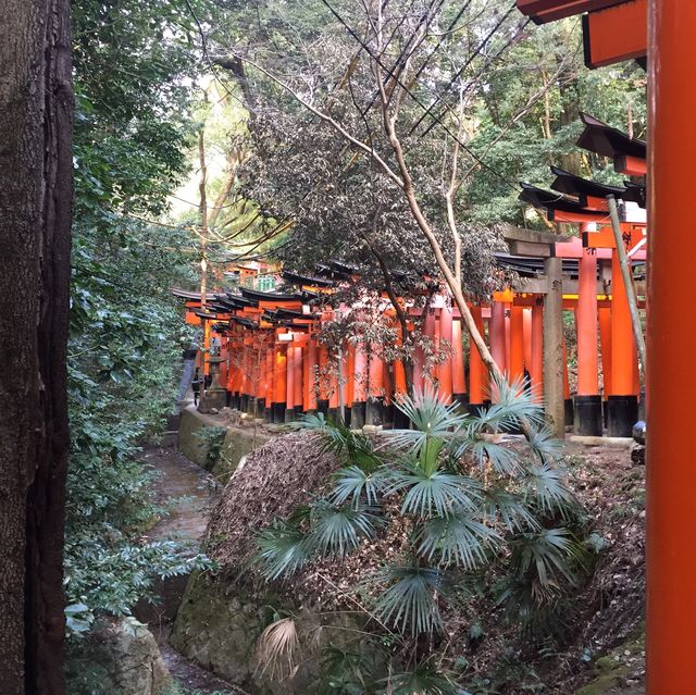 京都 茯見稻禾大社